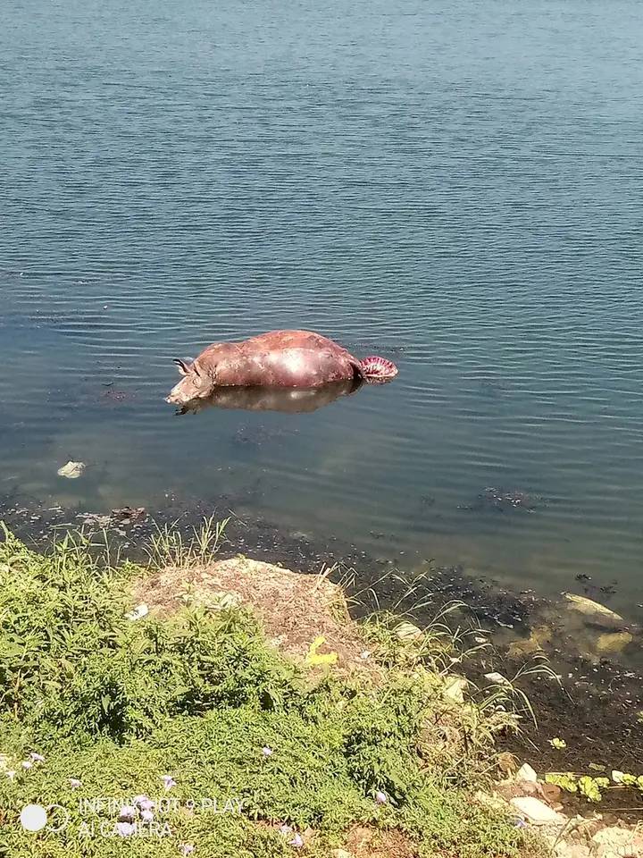 نهر النيل 