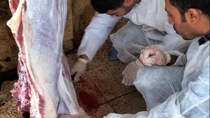 استمرار برنامج تدريب طلاب كلية الطب البيطري بالعريش 
