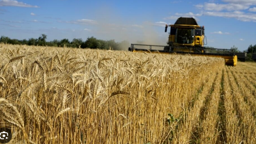 الاحتياطي الاستراتيجي للقمح