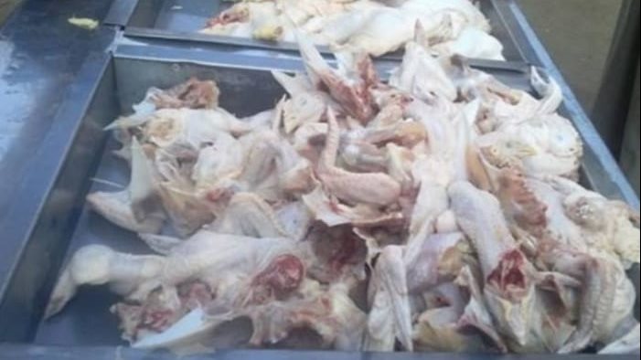 دواجن فاسدة 