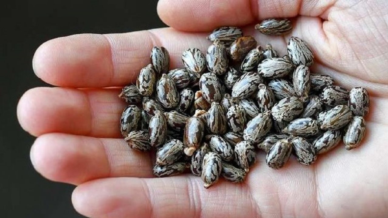 بذور زيت الخروع Castor Bean Seeds 