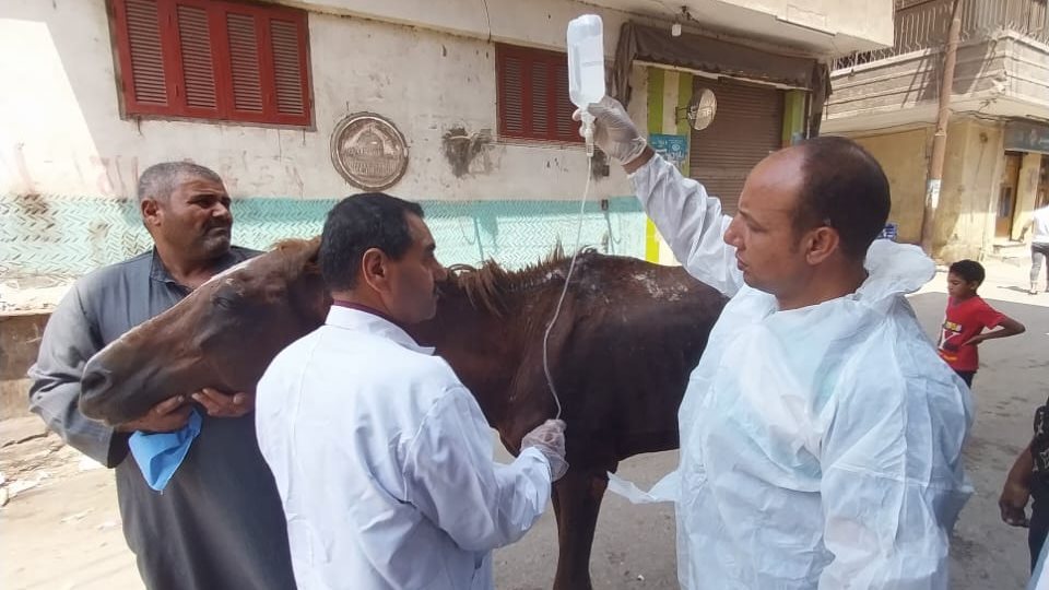 طاقم بيطري ينقذ حياة حصان فرس بالغربية 