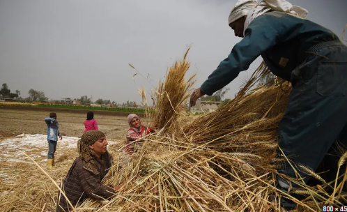 مخزون القمح يكفي لـ 4 أشهر
