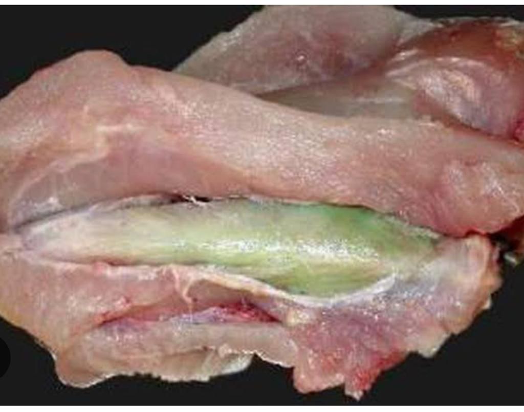 تعرف على.. اسباب اصابه الدواجن بالعضلة الخضراء 