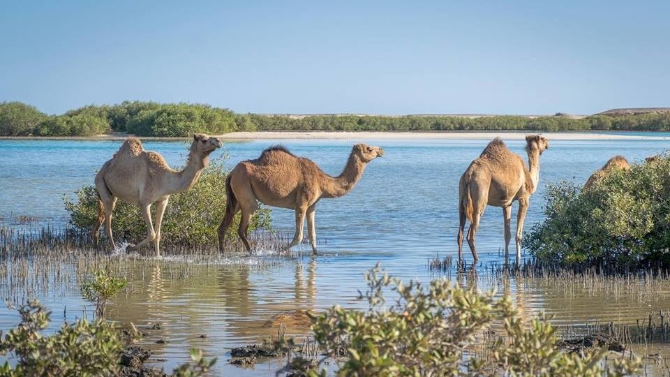 محمية وادى الجمال