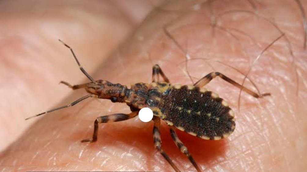 تعرف على.. حشرة شاغاس تسبب أمراض خطيرة 