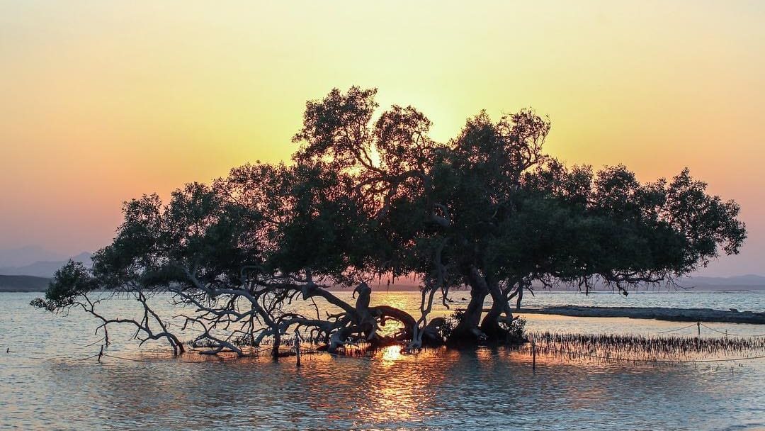 صوره موضوعية