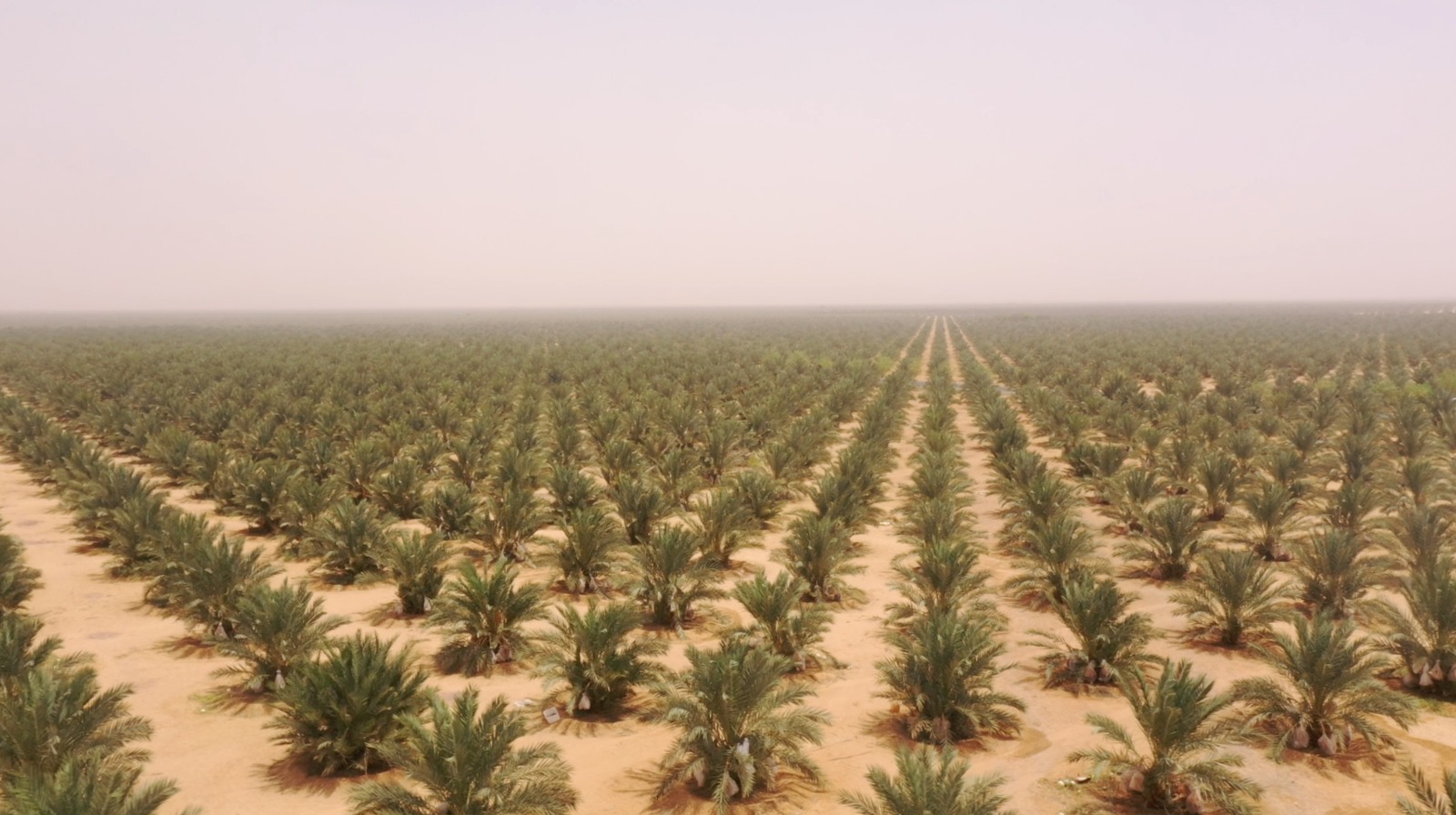 مشروع توشكى