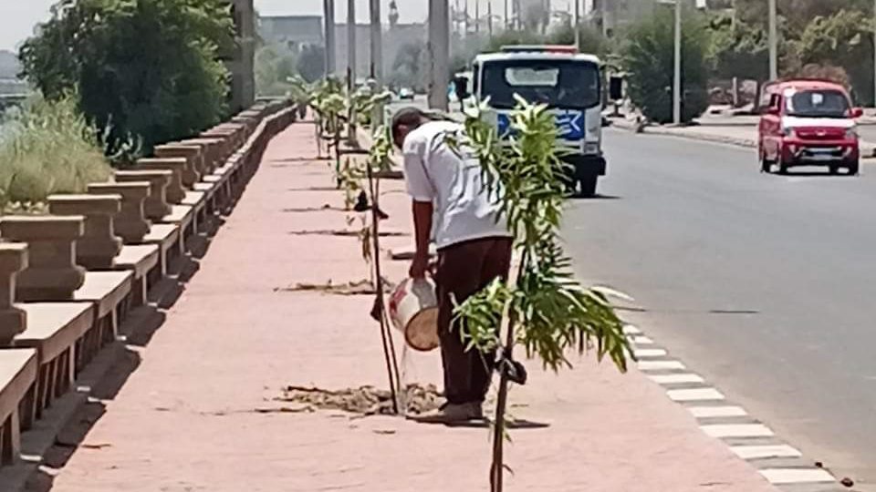 زراعة أشجار مثمرة وزينة 