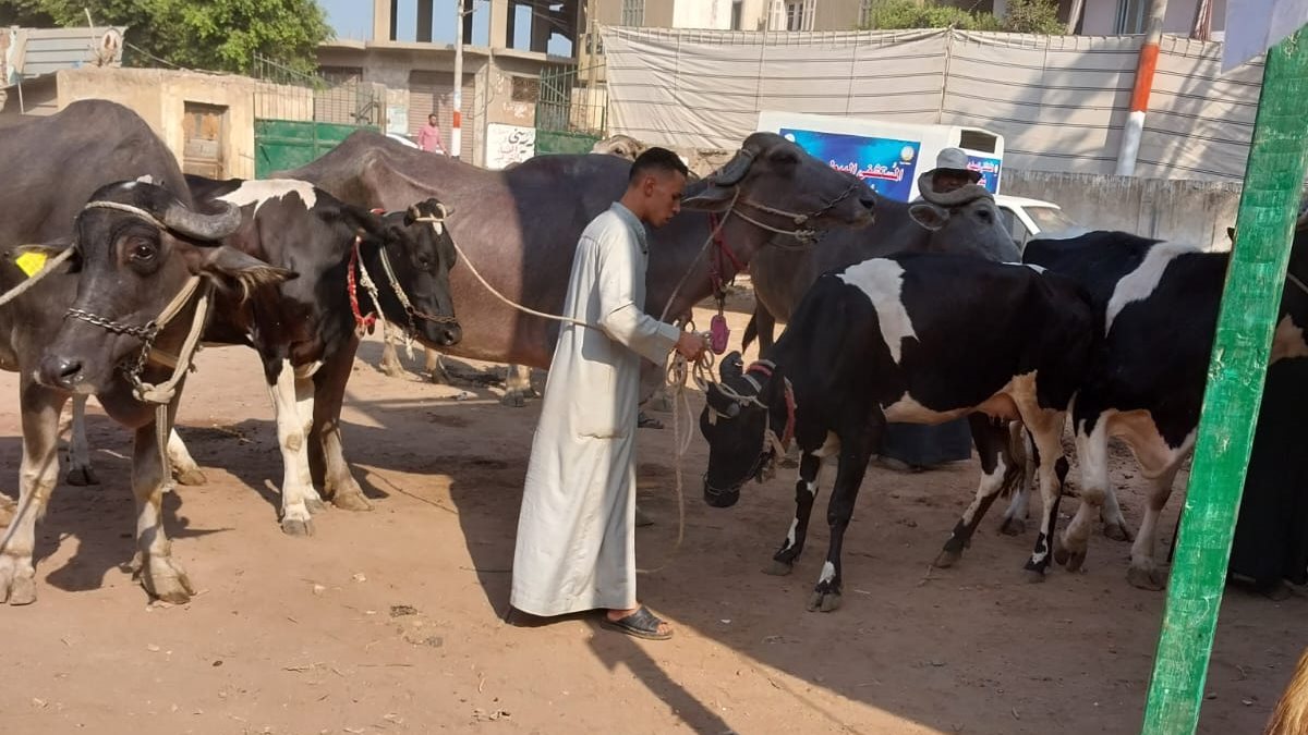 قوافل بيطرية بالغربية