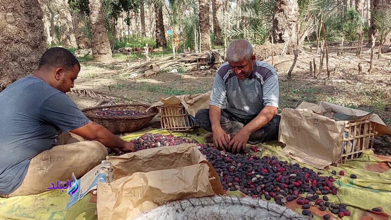 حصاد البلح 