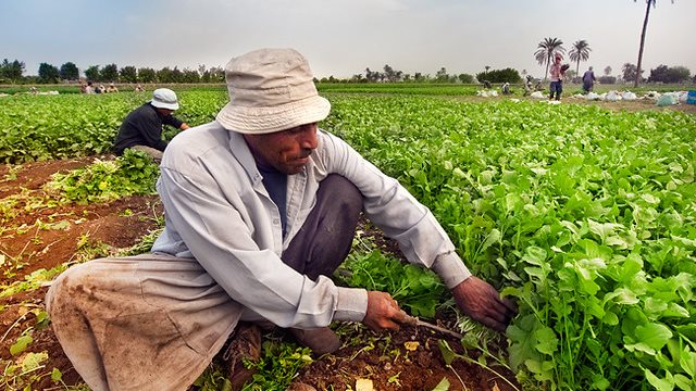 الفلاح المصري