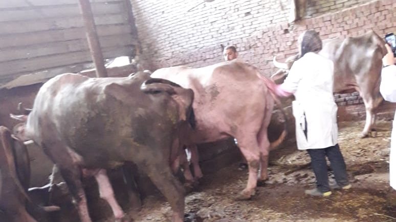 تحصين الثروة الحيوانية 