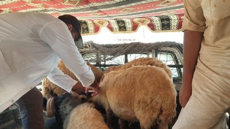 القافلة البيطرية