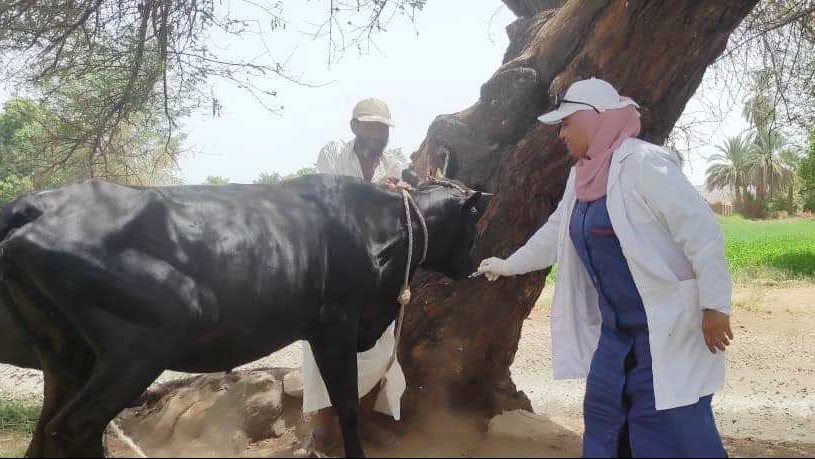 جهود الطب البيطرى بأسوان