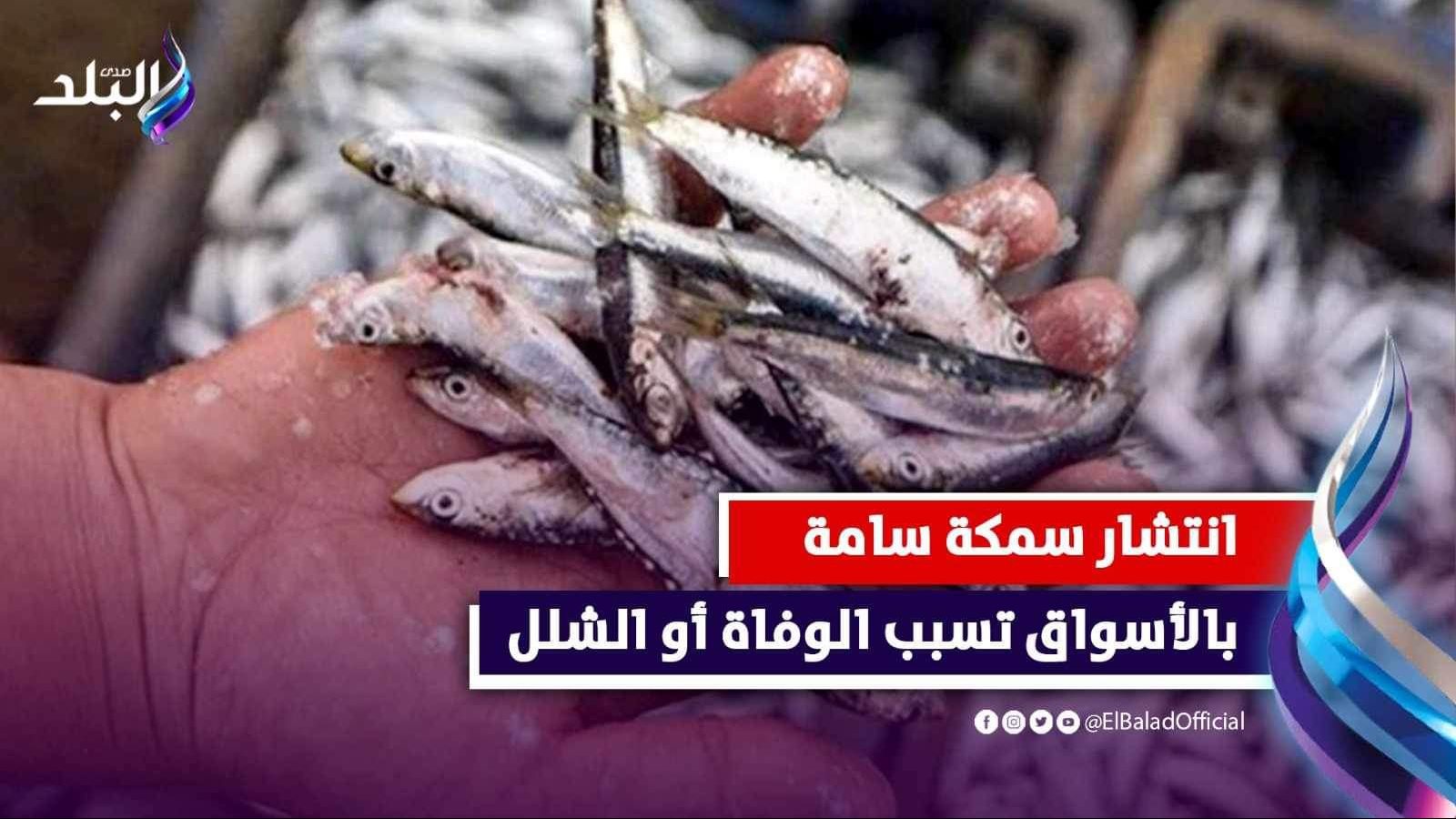 سمكة الارنب 