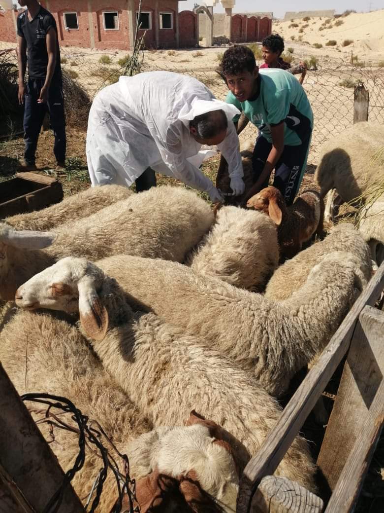 قافلة بيطرية للكشف على الحيوانات بسيناء 