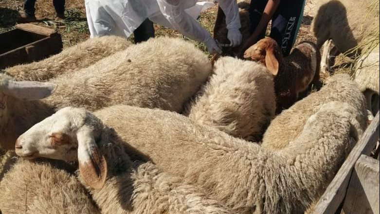 قافلة بيطرية للكشف على الحيوانات بسيناء 