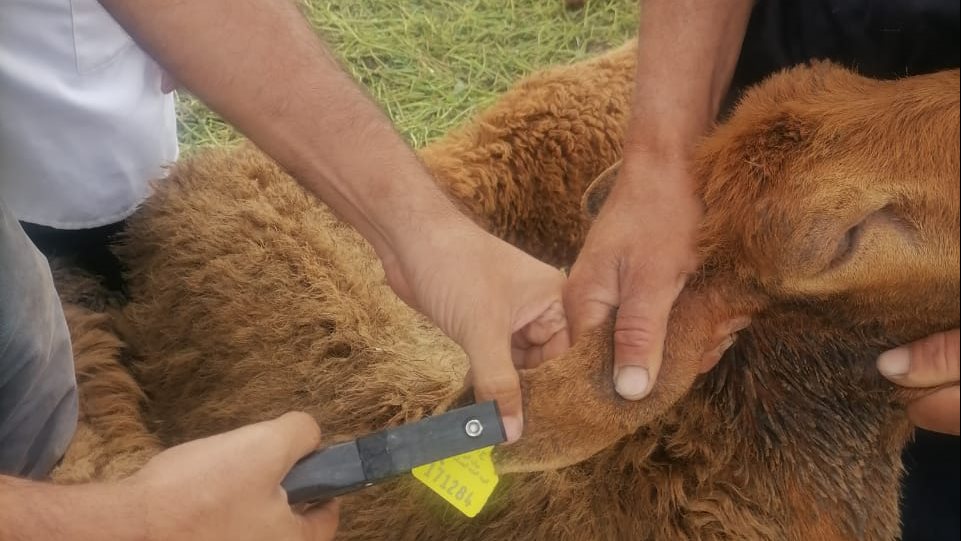 الطب البيطري بالبحيرة  الطب البيطري بالبحيرة