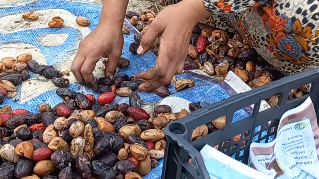 فرز البلح 