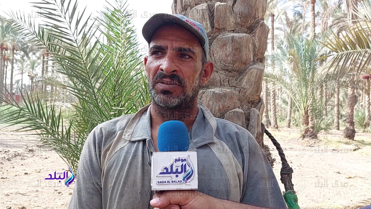 محمد النجار طالع النخل 
