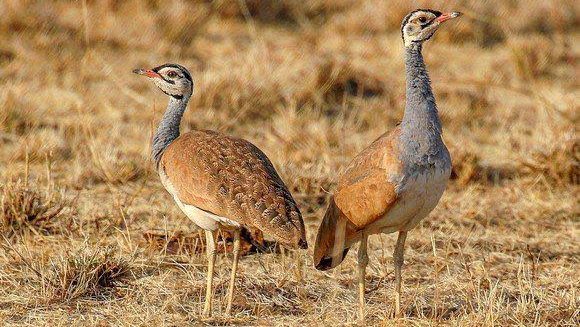 طيور الحبار