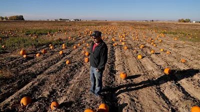 محصول اليقطين