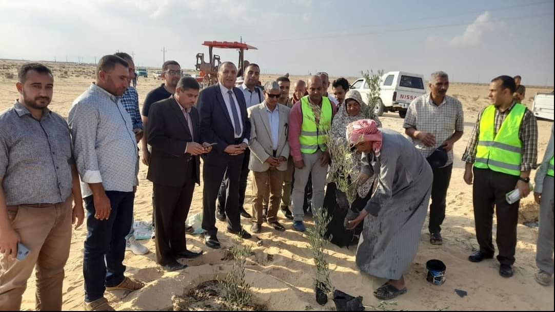 تجارب لزراعة أشجار الزيتون في مناطق التجمعات التنموية 