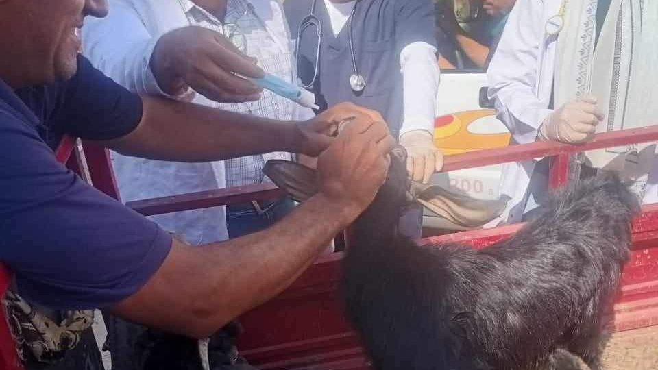 قافله بيطرية بالمنيا 