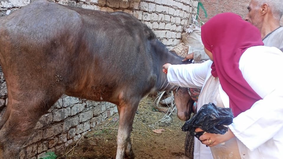 قافلة بيطرية