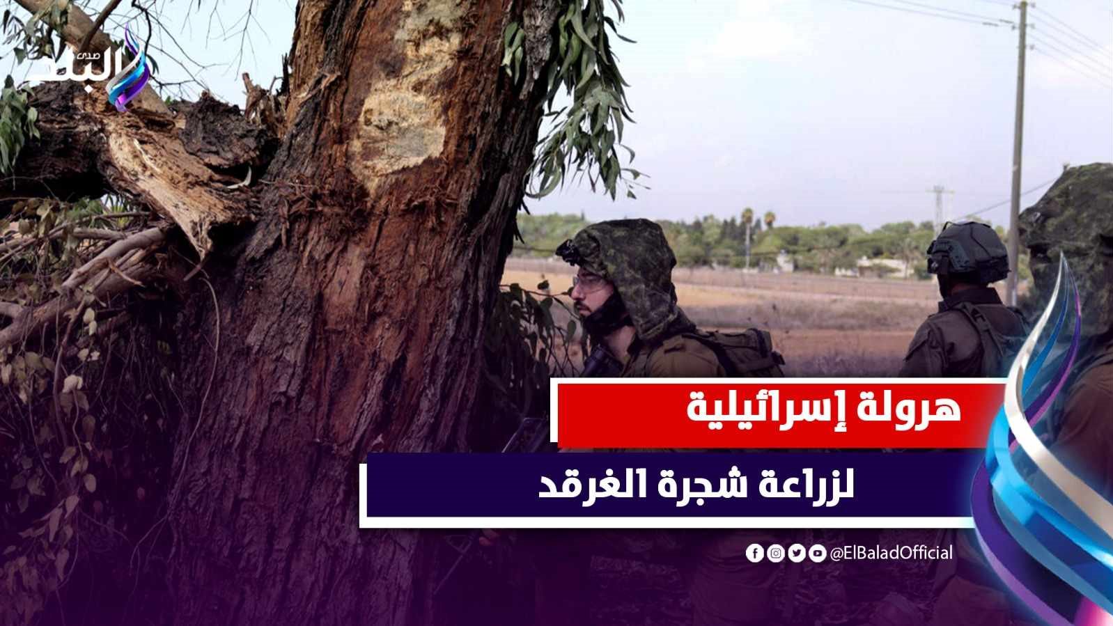 إسرا.ئيل تهرول لزراعة شجر الغرقد في غزة 