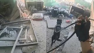 وحدة الكلاب