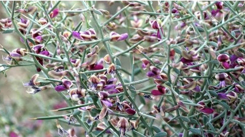 عشبة العاقول 