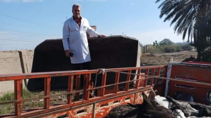 قوافل بيطرية