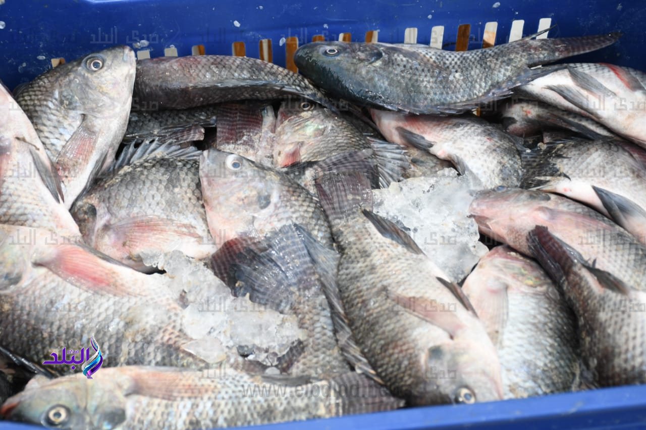 المنافذ الدائمة لمنتجات كلية الزراعة بحرم الجامعة7