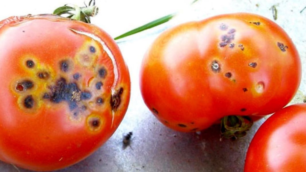 بقع بنية وصفراء 