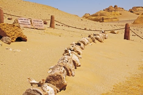 حيتان  محمية  وادى الحيتان بالفيوم