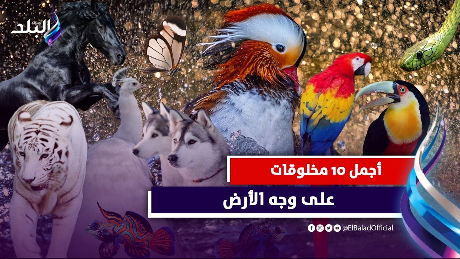 اجمل 10 حيوانات في العالم