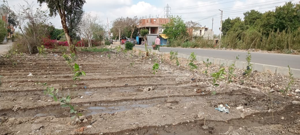 مبادرة 100 مليون شجرة 