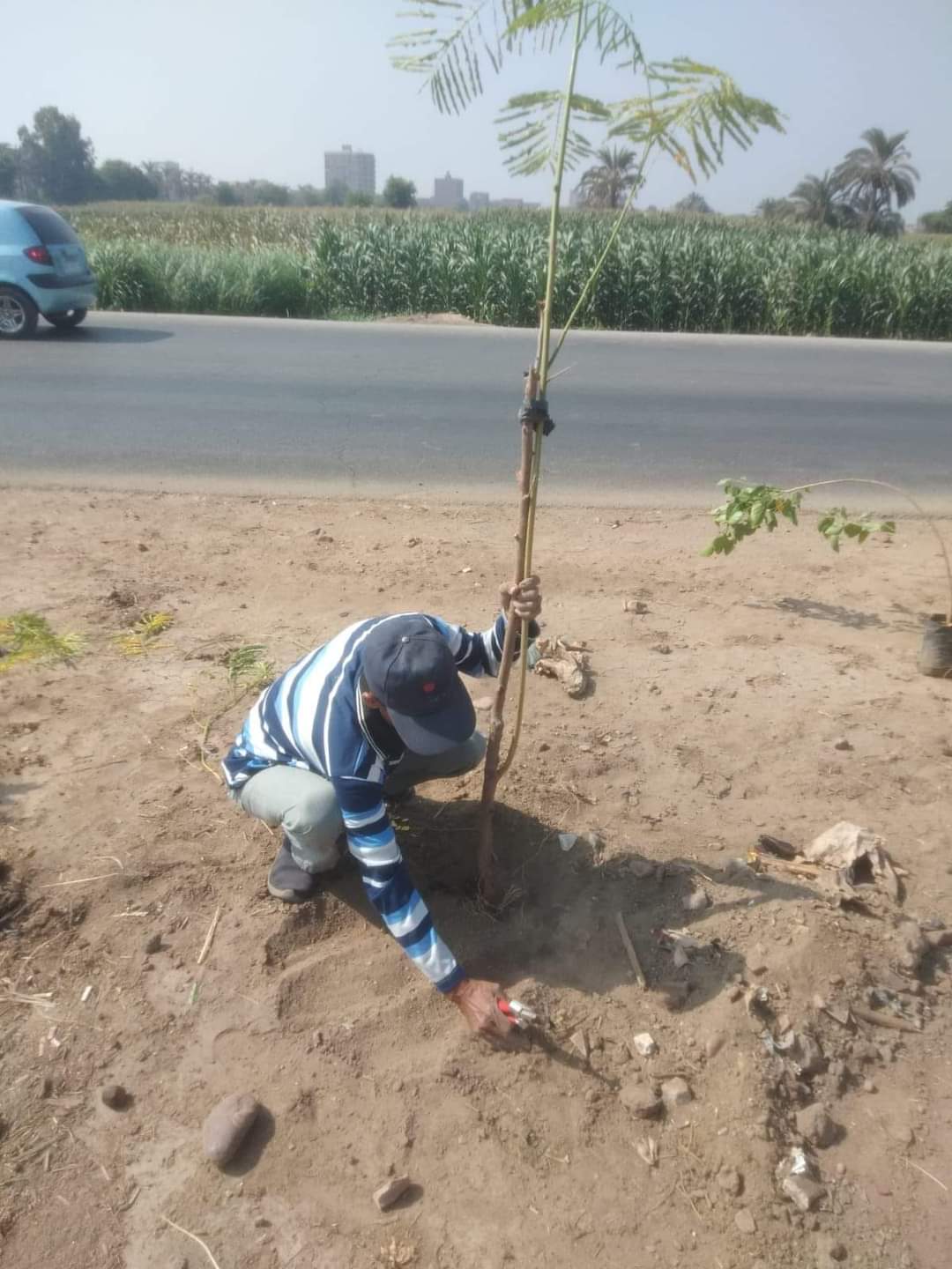 مبادرة زراعة ١٠٠ مليون شجرة