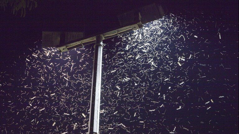 ولا أغرب ..علماء يكتشفون السبب الحقيقي لانجذاب الحشرات للأضو