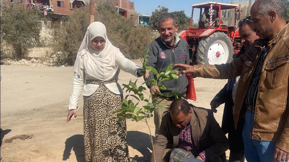 زراعة وتشجير الطرق بمركز البداري 