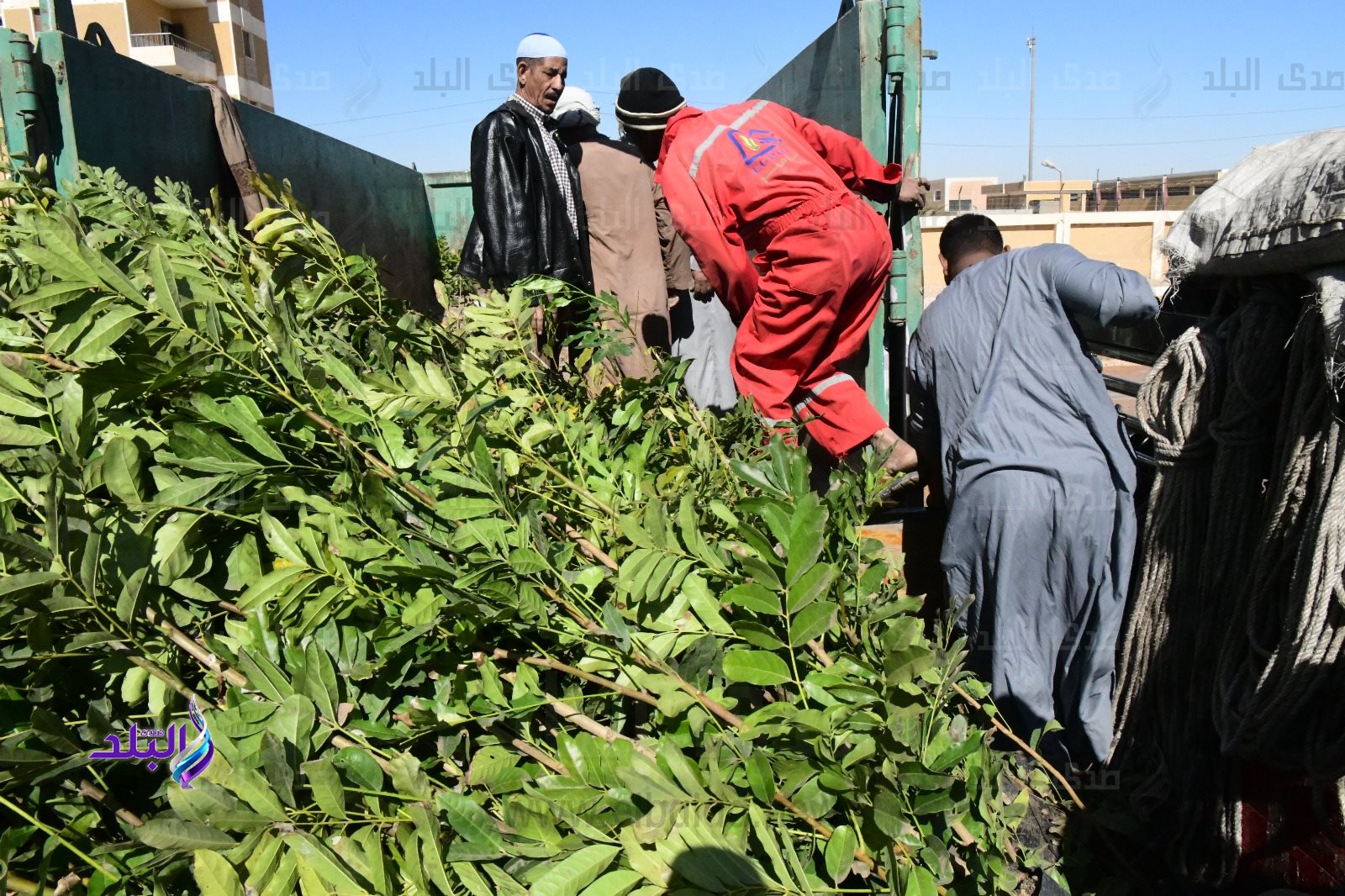 مبادرة تشجير قنا