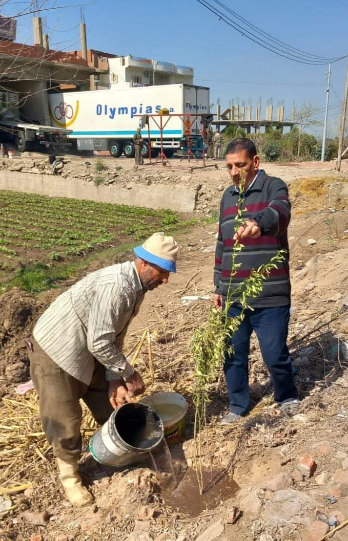 زراعة الأشجار بالبحيرة