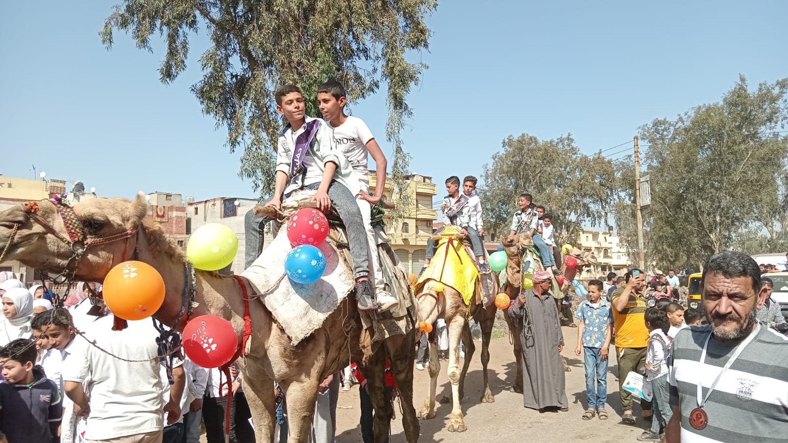 زفة بالخيول والجمال