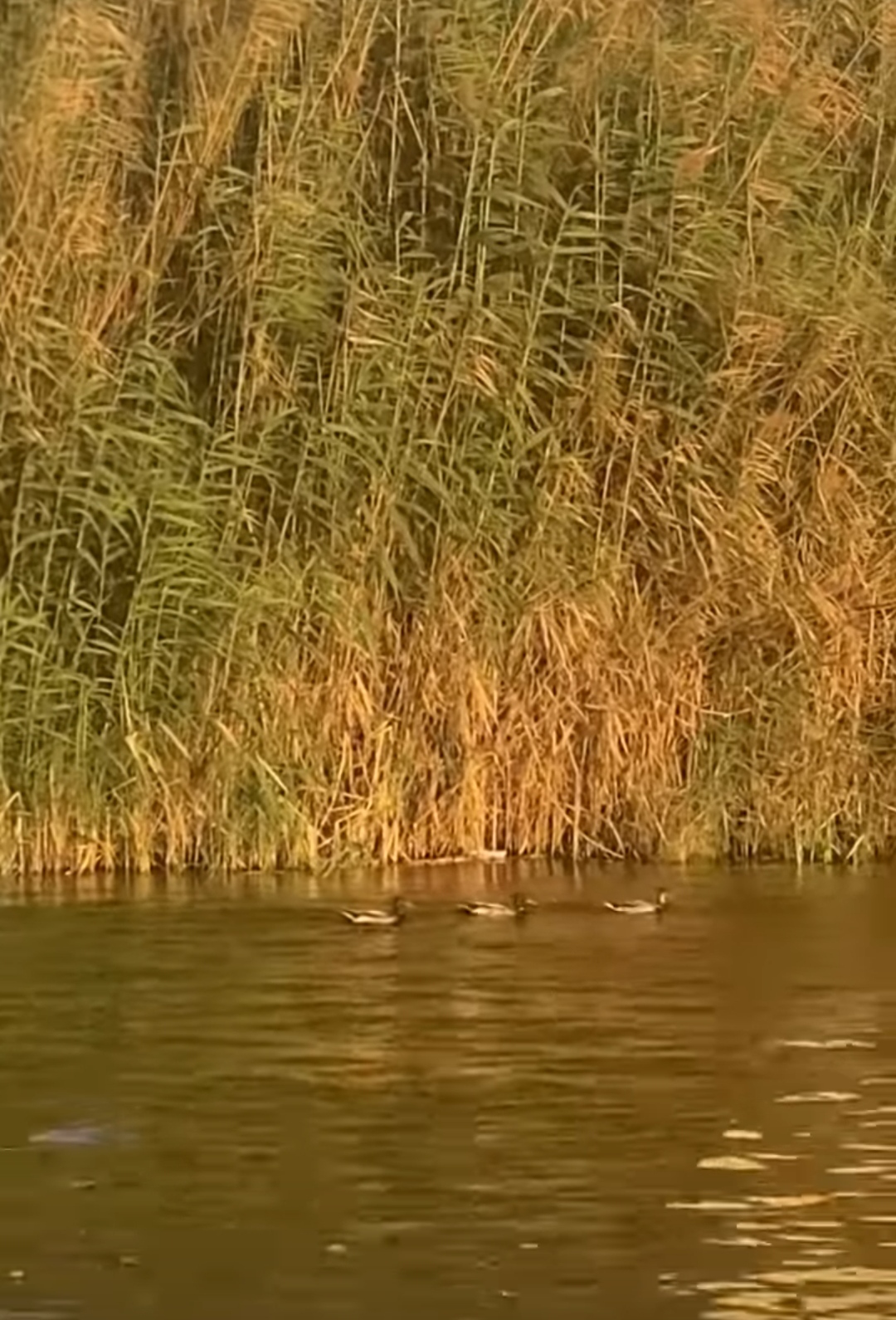 IMG_٢٠٢٤٠٤١٣_٠١٠٠٠٩