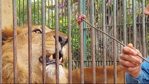 حديقة الحيوان بالاسكندرية