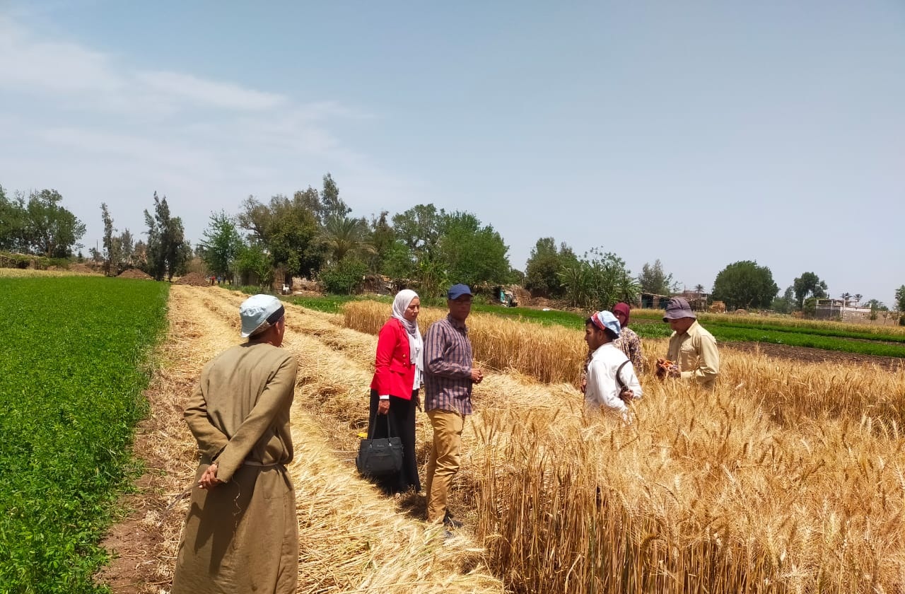 بدء موسم توريد القمح في المنوفية 