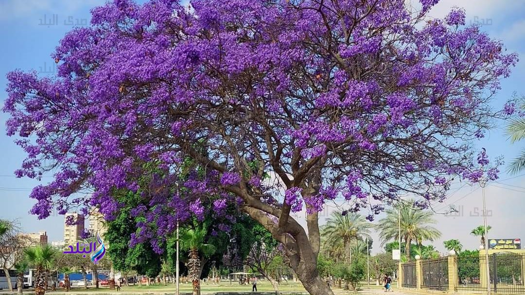 أشجار "الجاكرندا" في مدينة الإسماعيلية