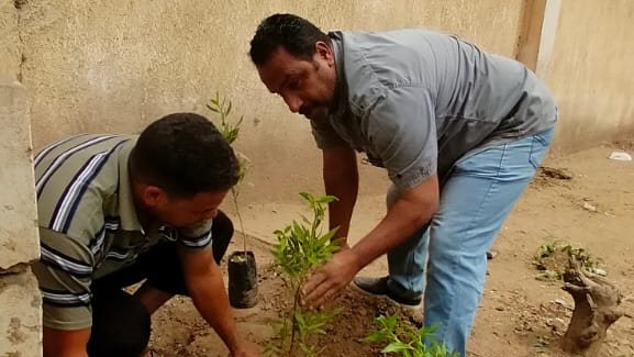 زراعة أشجار بقري الغربية